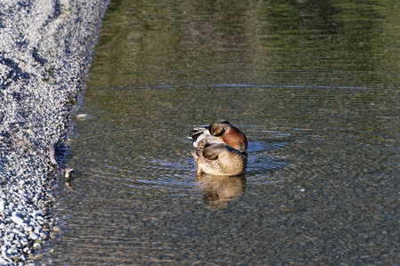 A pair of ducks are bathing in the shallow water of Lake Rotoiti, Nelson Lakes National Parkの写真素材
