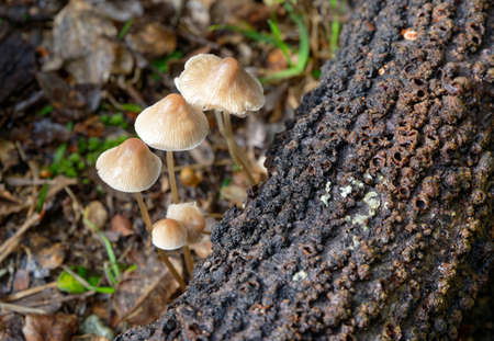 The very pretty mushroom species commonly known as the common bonnet, the toque mycena, or the rosy-gill fairy helmet grows on a fallen tree trunk.の写真素材