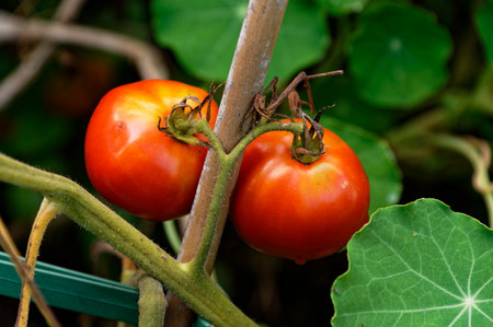 Two red, ripe tomatoes are ready to be harvested and enjoyed.の写真素材