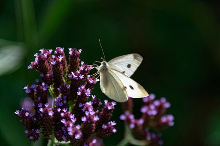 A sunlit white butterfly is feeding on a purple plantの写真素材