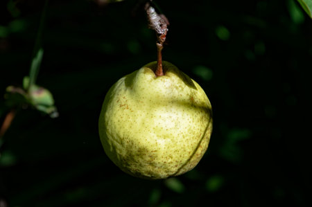 A pear is ripening in the sunshineの写真素材