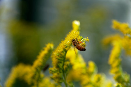 This is a very busy bee, her pollen baskets on her legs are very full.