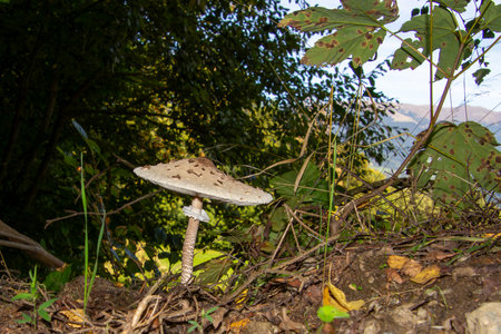 Close-up of a parasol mushroomの写真素材
