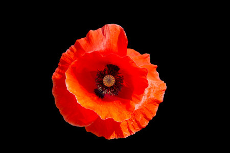 Close-up of a poppy flowerの写真素材