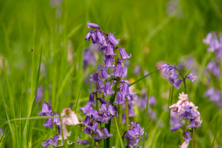 Close-up of a flowerの写真素材