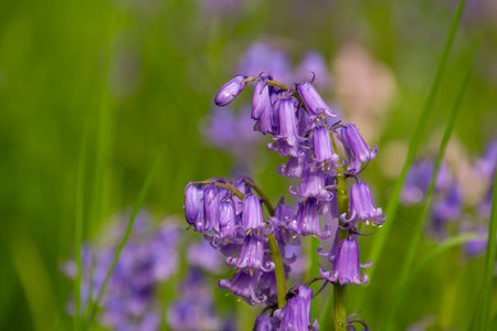 Close-up of a flowerの写真素材