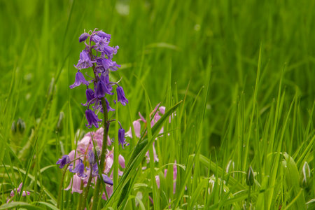Close-up of a rittersporn flowerの写真素材