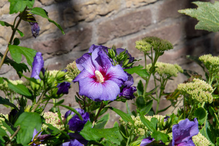 Close-up of raindrops on a hibiscus flowerの写真素材