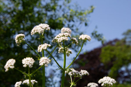 White valerian flowerの写真素材