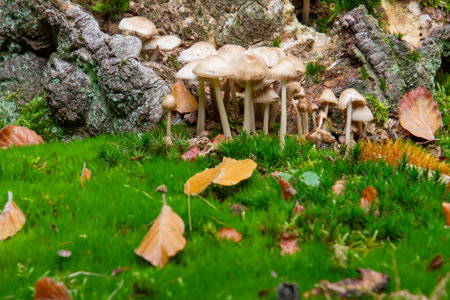 Close-up of a group of mushroomsの写真素材