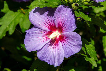 Close-up of raindrops on a hibiscus flowerの写真素材