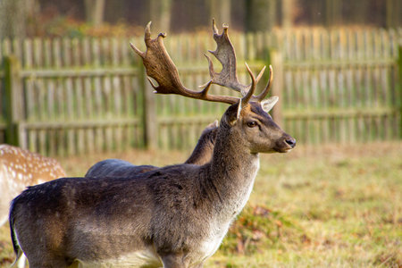 Male fallow deer, standing alert and carefully observing what will happen.の写真素材