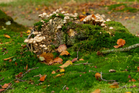 Close-up of a group of mushroomsの写真素材