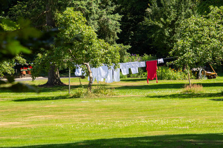 Laundry in the treesの写真素材