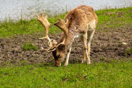 A male fallow deer grazing in the meadow.の写真素材