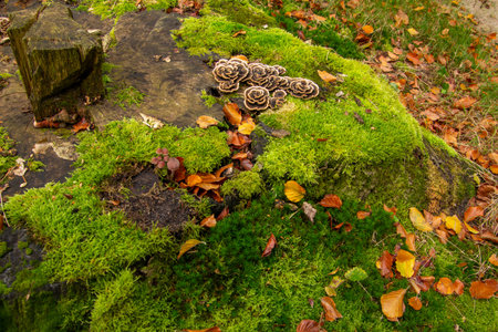 Mushrooms shaped like petals of rosesの写真素材