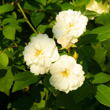 White peony rose defocused during sunsetの写真素材