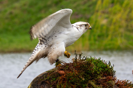 White gryfalconの写真素材