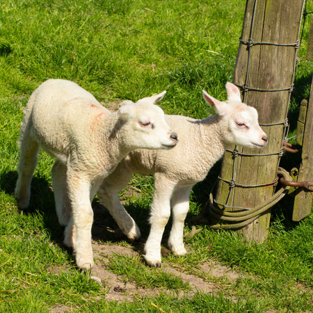 Lambs in the meadow on the island Texelの写真素材
