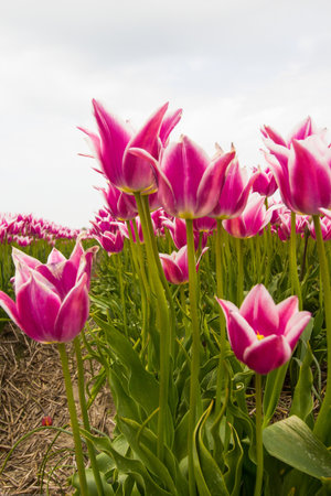 Bulb fields with tulips in Burgervlotbrugの写真素材