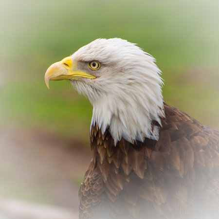 American bald eagleの写真素材