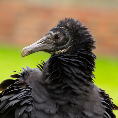 Black vulture, alias raven vultureの写真素材