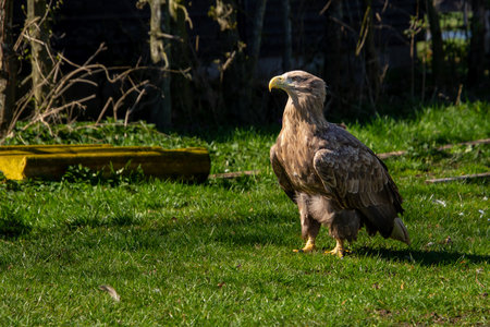 Confident and victorious white-tailed eagle.の写真素材