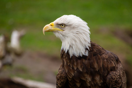 American bald eagleの写真素材
