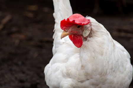 White leghorn hen in close-upの写真素材