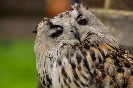 Oehoe, are you still there or are you sleepingの写真素材