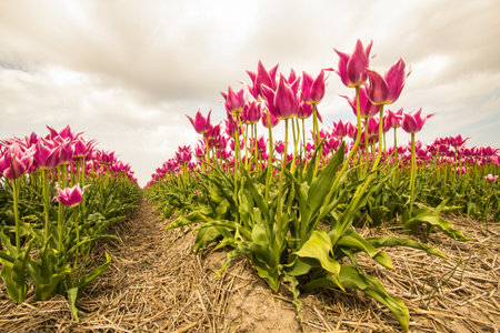 Bulb fields with tulips in Burgervlotbrugの写真素材