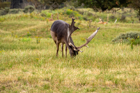 Male fallow deer enjoying his meal in the morning in the dunes of Kennemerland, the Netherlandsの写真素材