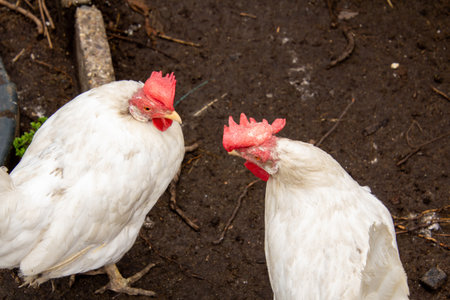 Two white leghorn chickens.の写真素材