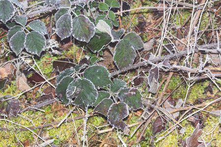 Ripe on the plants on a very cold frosty winter morningの写真素材