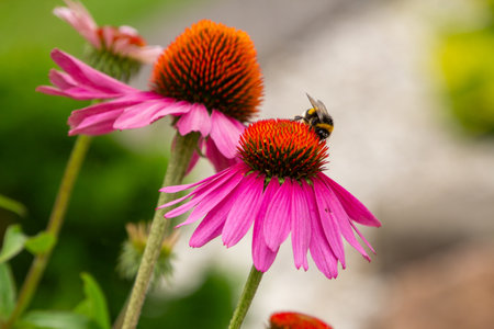 Honey bee on a coneflowerの写真素材