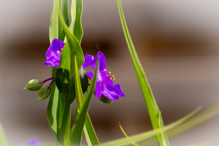 Close-up of a purple lily in our garden.の写真素材