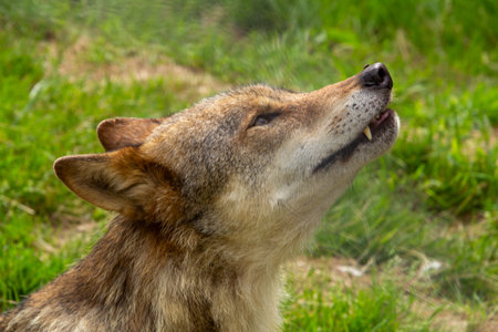 Gray wolf, carefully sniffing and smelling to recognizeの写真素材