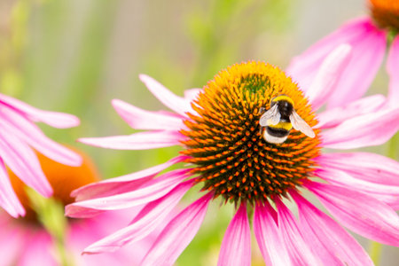 A bee on a pink flowerの写真素材