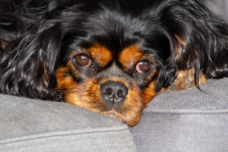 Charming king charles spanielの写真素材