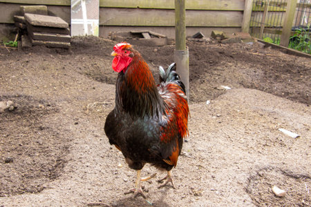 Barnevelder rooster searching his hens.の写真素材