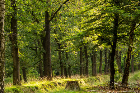 Forest lane during the golden hour on the Veluwe.の写真素材