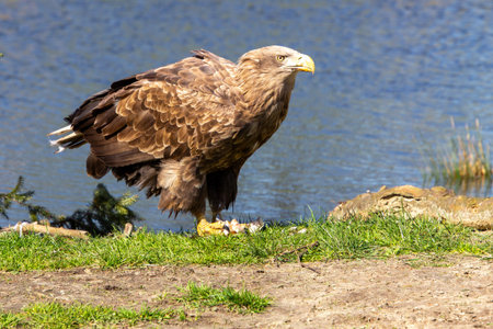 White tailed eagle eating its prey.の写真素材