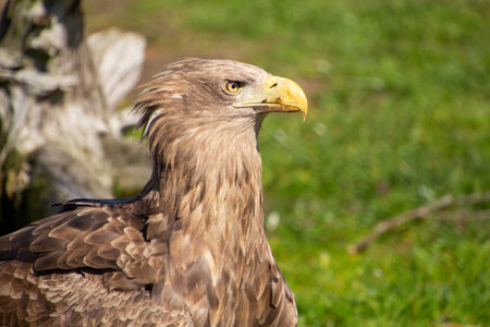 Confident and victorious white-tailed eagle.の写真素材