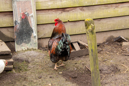 Barnevelder rooster sees himself in the mirrorの写真素材