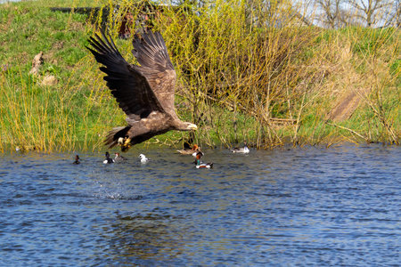 White-tailed eagle diving and grabbing fish out of the water.の写真素材
