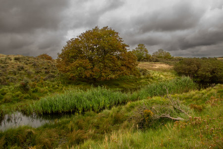 Dark and cloudy sky above the dune landscape in National Park Kennemerland in the Netherlands.の写真素材