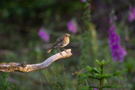 House sparrow taking a rest on a branch