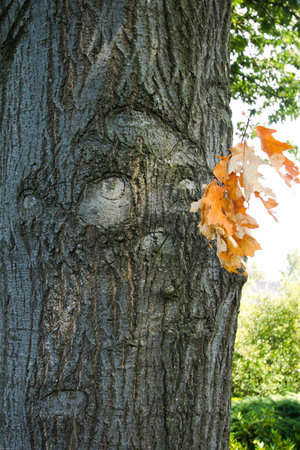 The expression of a face on a tree in Zelhem