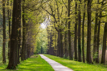 Tree line foothpath with vanishing point