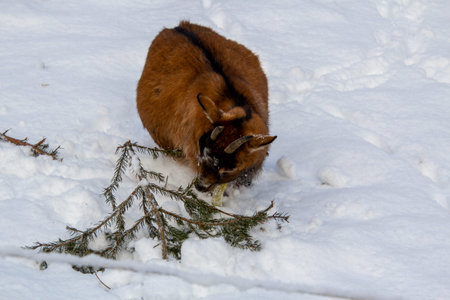 Brown female goat seeking for food in the snowの写真素材